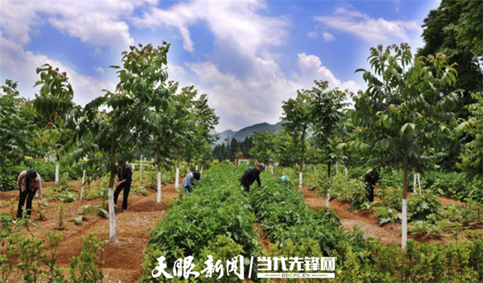 淘宝助农半月卖空千亩核桃 ,贵州两千种植户收入"飞涨"五千!