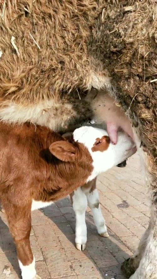 刚生下来的牛宝宝就会自己吃奶了.