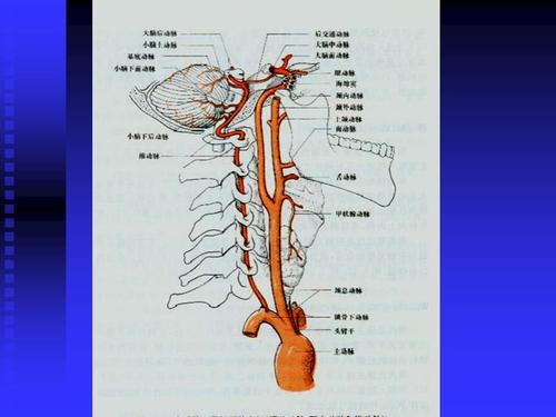 脑血管解剖图ppt