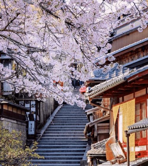 2021樱花季丨来看看京都那些最美的樱花吧_清水