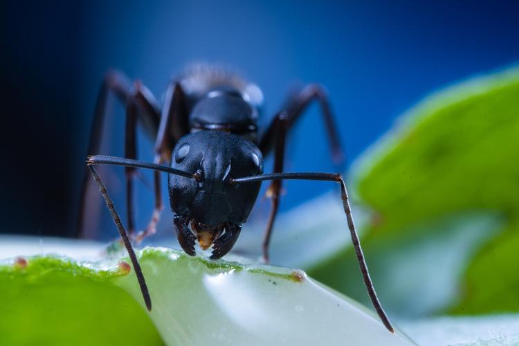 沈阳市北陵公园内用25毫米超微距镜头拍摄的蚂蚁