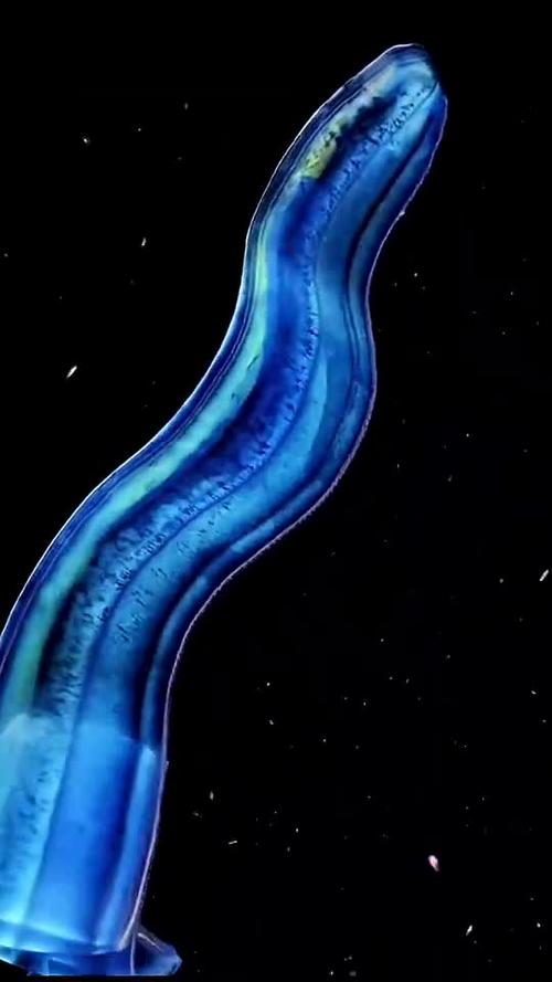 爱神带栉水母"海洋最神秘物种之一能将自己层层包裹起来-度小视