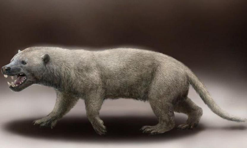 伟鬣兽,也叫作大鬣兽,主要活跃于距今2400万到1500万年前的中新