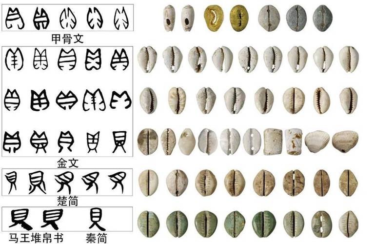 象形字,貝的简体字,貝字最早见于商朝甲骨文