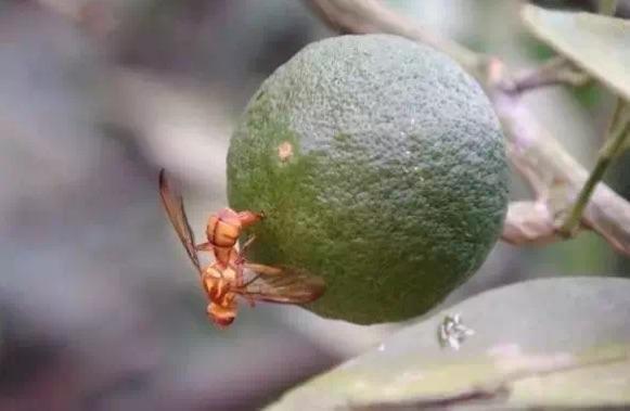 乐山柑橘果实蝇防治方案