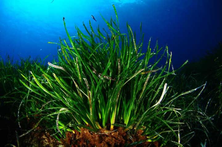 有哪些高等植物生活在海洋里?