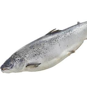 best factory price of natural fresh / frozen atlantic salmon