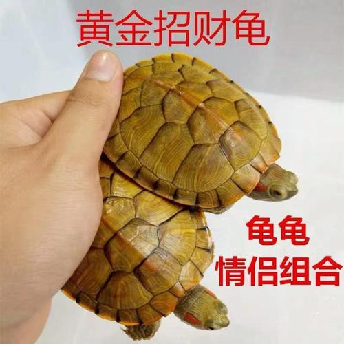 巴西龟好迷你金龟黄金龟情侣长寿宠物招财活体龟