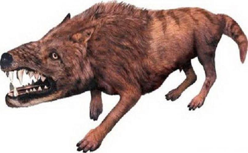 神农架"驴头狼"照片流出,本该灭绝500万年的生物,为何出现_晶羽科技