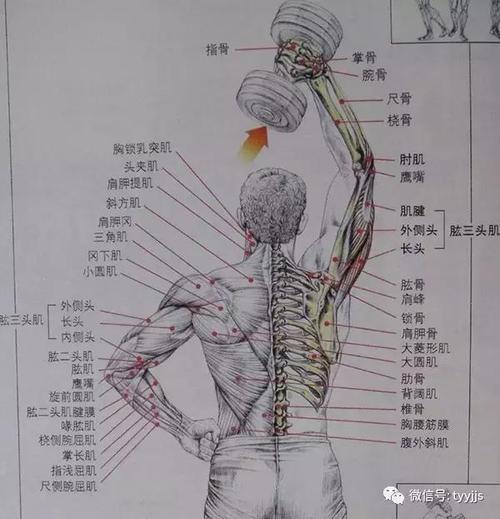 肱三头肌训练之颈后臂屈伸你知道几种训练方法
