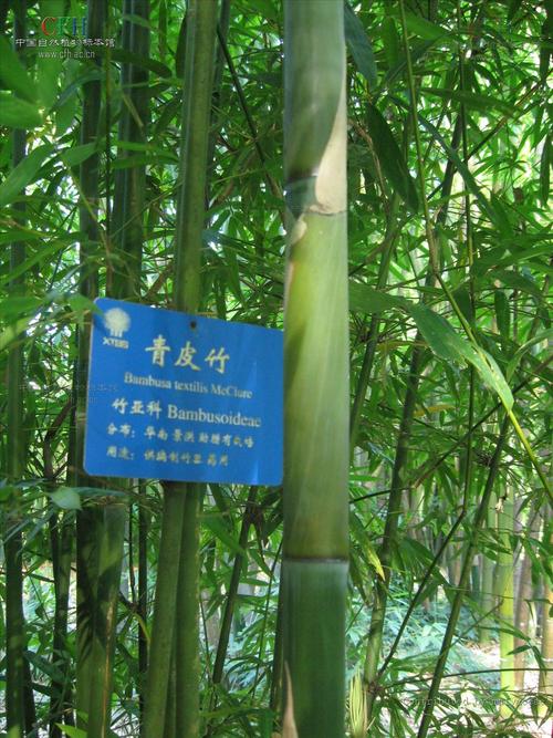  p>青皮竹(学名: i>bambusa textilis /i> mcclure)是禾本科,簕竹属