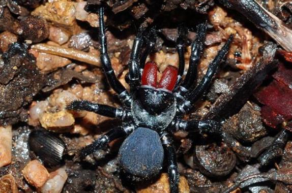 世界毒性最强的十大剧毒蜘蛛黑寡妇仅排第四第一种蜘蛛毒性最强