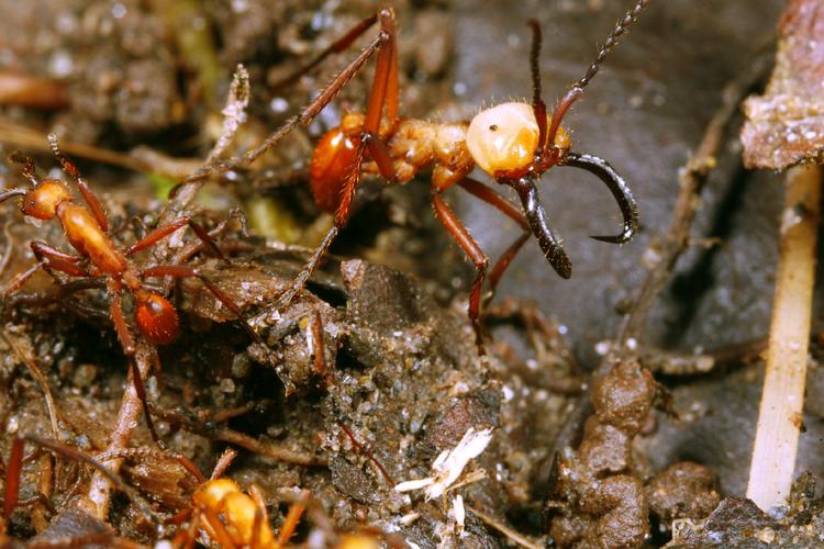 主力部队前进时,你会看到有些蚂蚁不太一样,它们的脑袋发白,颚特别