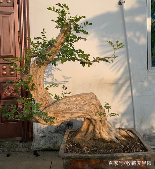 九里香 百年老树九里香,超级霸气的一颗,超大根基,坐佛造型,枝繁叶茂