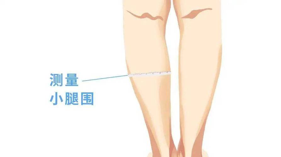 (2)小腿围测量小腿自然垂直地面,用自己双手的食指和拇指围成圈,环绕