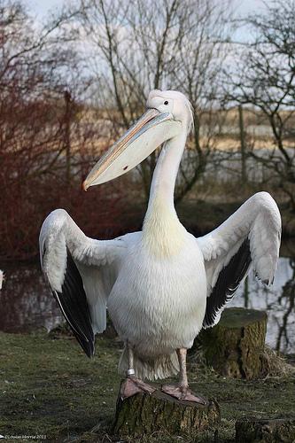 pelican | flickr – 相片分享!