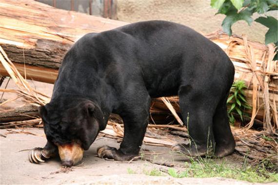 世界上最小的熊是什么 马来熊(身材娇小不会冬眠)