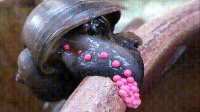 差点吃出人命的福寿螺是何方妖孽10年前就让80多人染上寄生虫