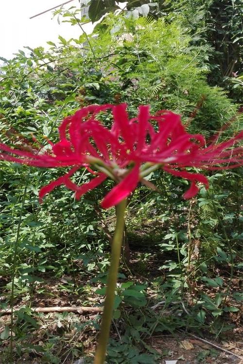 曼珠沙华别名红色彼岸花lycorisradiata又称引魂之花