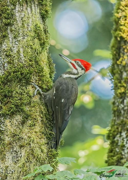 红冠啄木鸟