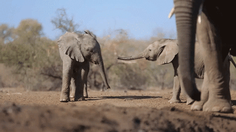 大象鼻子上有40000块肌肉,难怪能用鼻子打开水龙头
