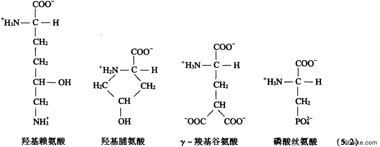 5.2 氨基酸的物理化学性质