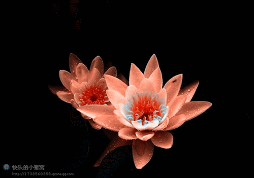 【转载】【动画代码】用美图秀秀制作的闪图—美丽的花朵