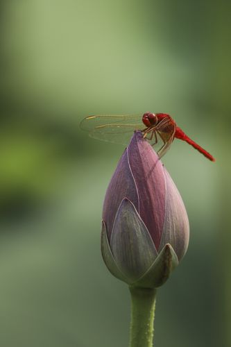 红辣椒,蜻蜓