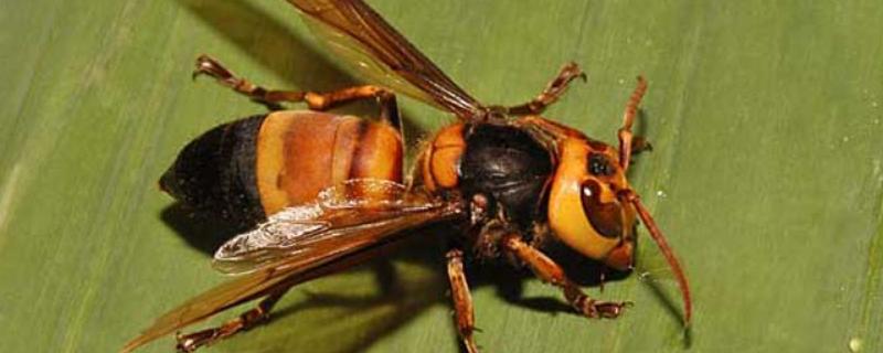 鸡笼蜂真的能蛰死人吗,附鸡笼蜂名称的来由和生活习性