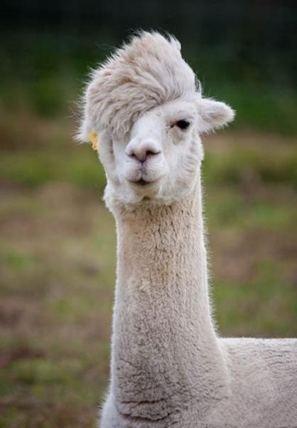 越迷人的越危险#羊驼驼拥有在整个动物世界最迷人的头发.