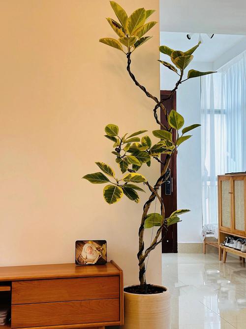 黄金榕花叶橡皮树青叶富贵榕盆栽室内客厅办公室大型好养绿植造型