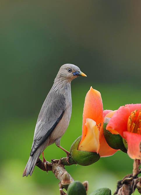 灰头椋鸟鸟纲国家三级保护动物