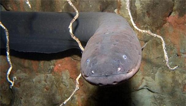电鳗:亚马逊河中的"水中高压线"亚马逊河中生活着一种动物,它能够产生