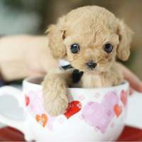 超萌的可爱茶杯犬动物头像下载_微信头像图片大全