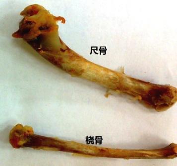 翅根部位的骨骼主要由肱骨组成,翅中部位的骨骼由尺骨和桡骨组成,见图