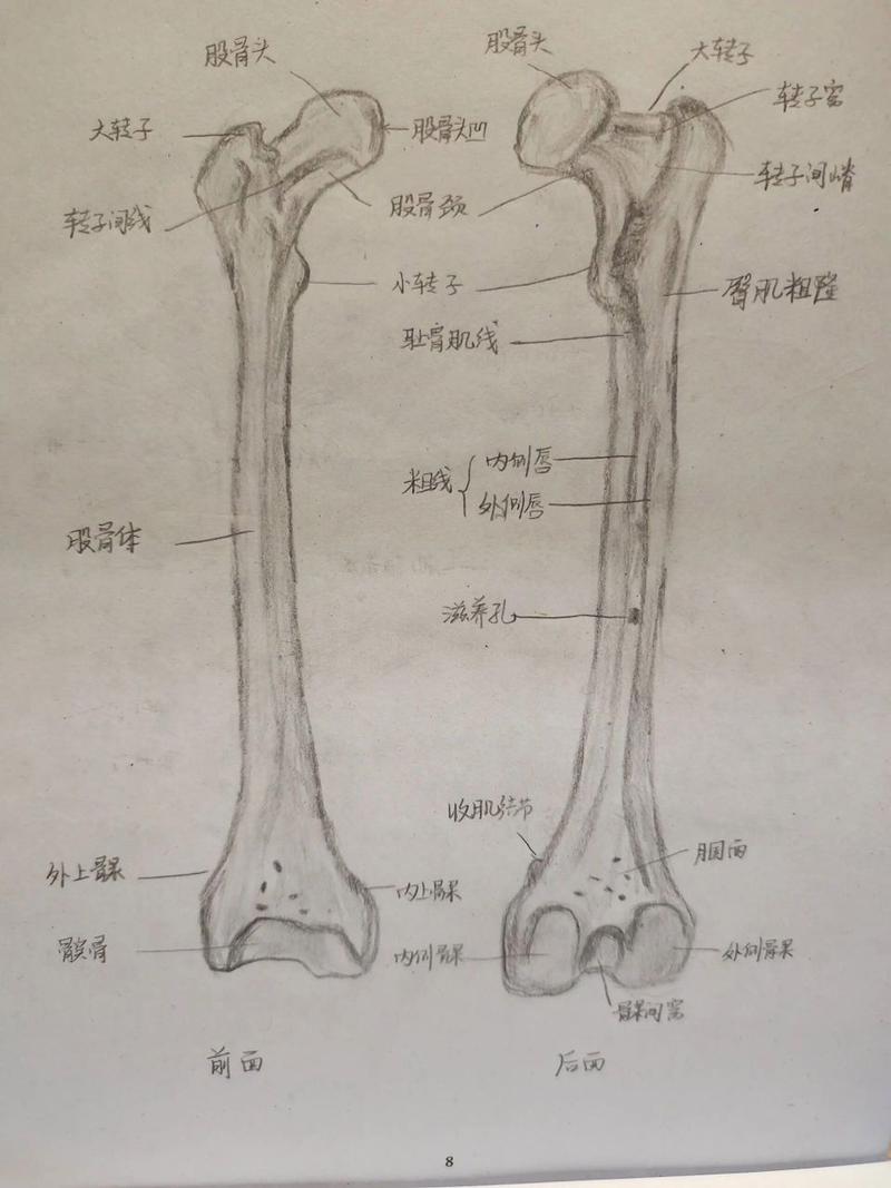 股骨(前面观和后面观)