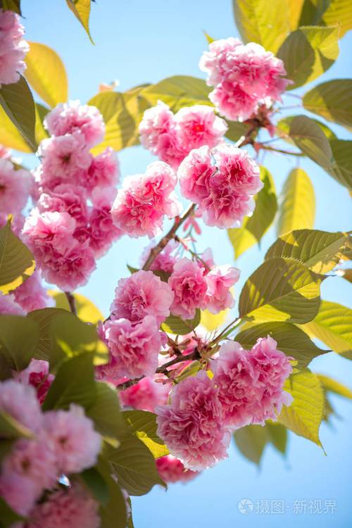 美丽的樱花粉红色的樱花自然背景选择焦点垂直方向