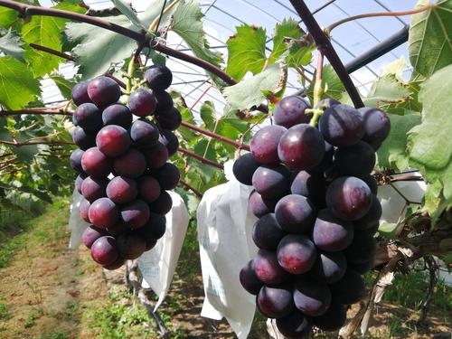 "申华"是上海市农业科学院杂交育成的优良葡萄新品种,从育种至今批量