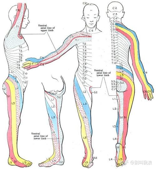 图3  mckenzie理论腰突疼痛位置及方向每一段神经对应的区域,如果压迫