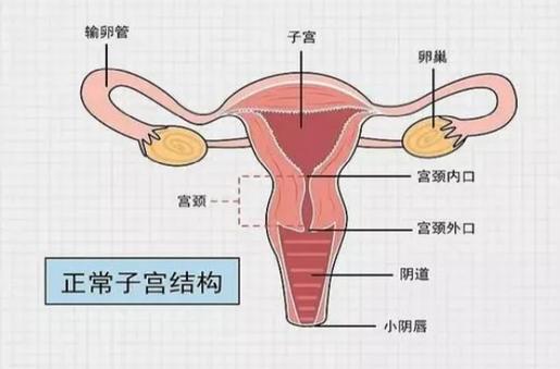 只有女生才有,这是孕育新生命的地方,在生活中有很多女生对于子宫疾病