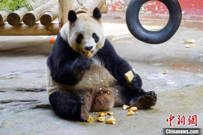 熊猫吃上"小年大餐".杭州野生动物世界供图