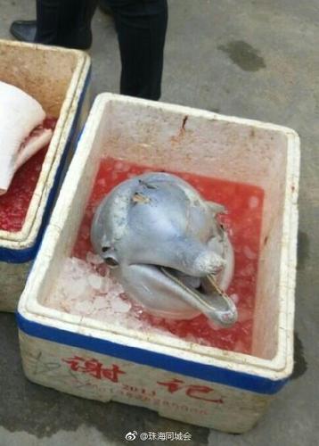 曝珠海街头有人当场宰杀幼龄白海豚 画面血腥