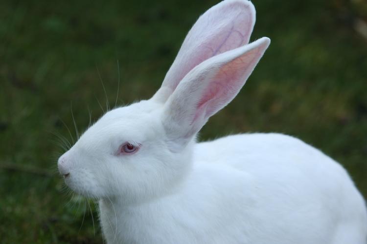 兔子,白色,耳朵大,人性化的态度,野兔,红红的眼睛,长耳