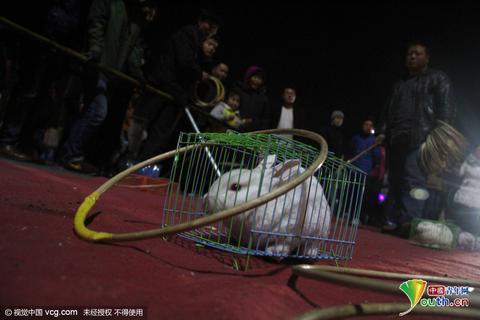 山东滨州:元宵节灯会现活兔鹦鹉套圈游戏引非议