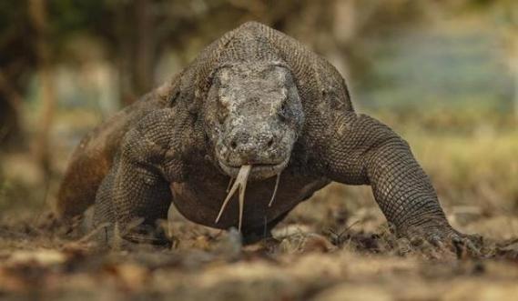 世界上最大最毒的蜥蜴科莫多巨蜥体长达3米