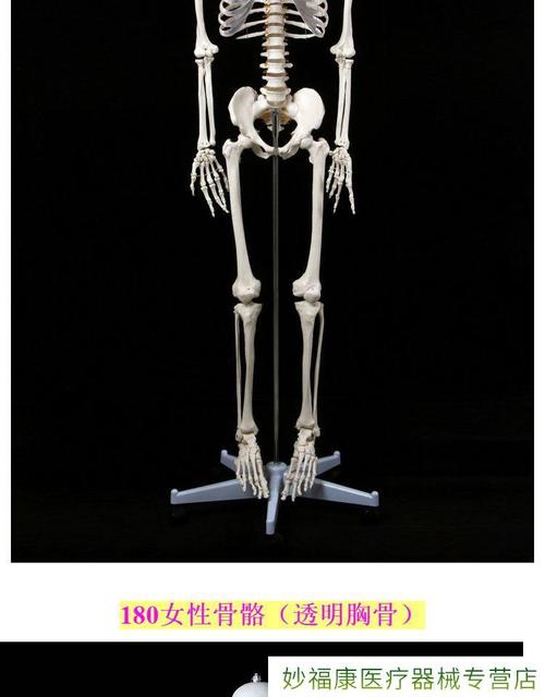 人体骨骼模型骨架全身小白骷髅人迷你仿真教学可拆卸s18170骨骼无神经