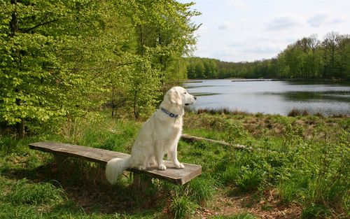 精选坐在野外凳子上眺望远方的狗狗孤独背影图片壁纸下载_动物壁纸