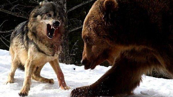 棕熊大战狼群一掌拍死头狼吓得狼群仓皇而逃攻击力太强悍