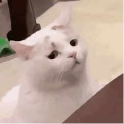 沙雕猫可爱猫表情包