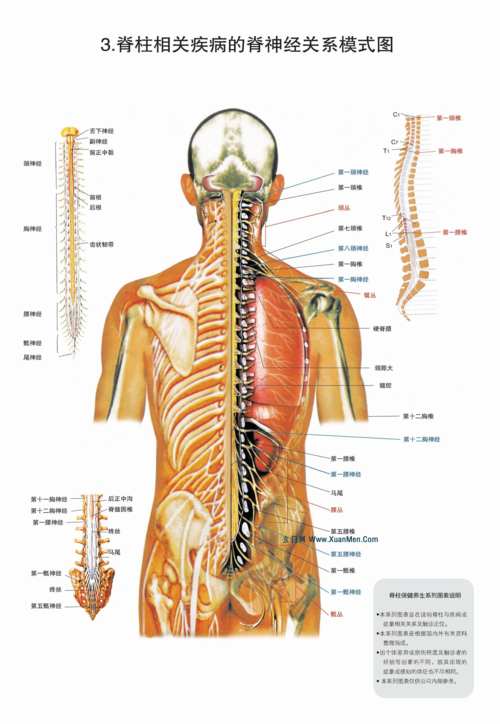 脊柱相关疾病图解